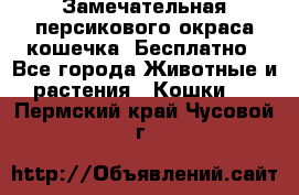 Замечательная персикового окраса кошечка. Бесплатно - Все города Животные и растения » Кошки   . Пермский край,Чусовой г.